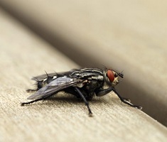 Flies Control