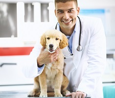 Veterinary Doctors